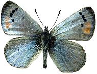 17.与妻书